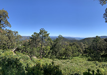 Collobrières